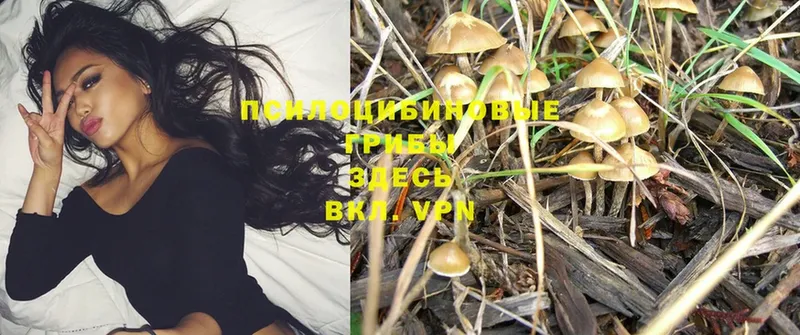 Галлюциногенные грибы Cubensis Дагестанские Огни